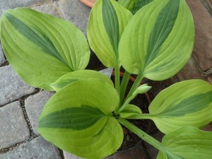 Funkia ‘Moon Split’ (Hosta)